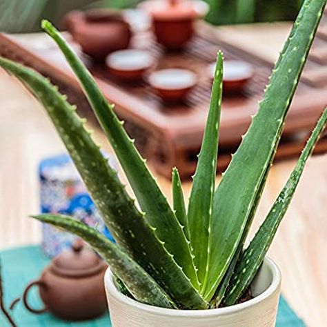 Aloe Vera Plant - 2 plants : Amazon.co.uk: Garden Bulb Planting Tools, House Plants Hanging, Fast Growing Hedge, Winter Shrubs, Growing Herbs Indoors, Heather Plant, Small House Plants, Crocus Bulbs, Biennial Plants