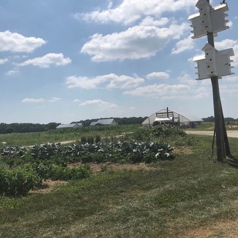 What Do The Amish Plant In Their Gardens? Appalachian Recipes, Squash Varieties, Varieties Of Tomatoes, Types Of Beans, Growing Potatoes, Canning Tomatoes, Pennsylvania Dutch, Better Days, Planting Vegetables