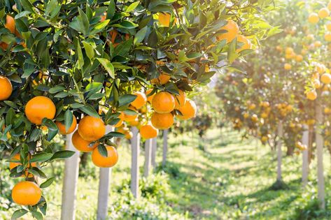 Growing Citrus, Small City Garden, Winter Vegetables Gardening, Gardening Zones, Zone 9, Fall Garden Vegetables, Image Nature, Citrus Trees, Growing Fruit