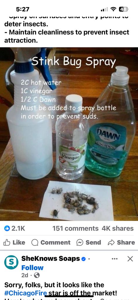 Stink Bug Spray, Stink Bug Repellent, Homemade Bath Scrub, Homemade Bug Spray, Diy Bug Spray, Bug Spray Recipe, Stink Bug, Natural Bug Repellent, Stink Bugs