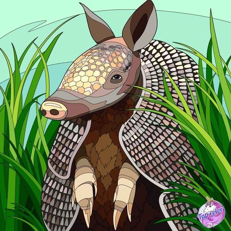 Armadillo Art, Illustration Art Design, Animal Quilts, Art Illustration, Painting Inspiration, Adult Coloring, Wood Art, Color Me, Rodeo