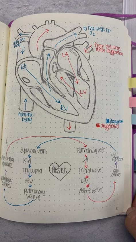 Veterinarian Notes Aesthetic, Vet Tech Notes Veterinary Medicine, Vet Anatomy Notes, Veterinary Medicine Tattoo, Veterinarian Notes, Vet Tech Notes, Vtne Study, Veterinary Notes, Tobias And Guy Comic