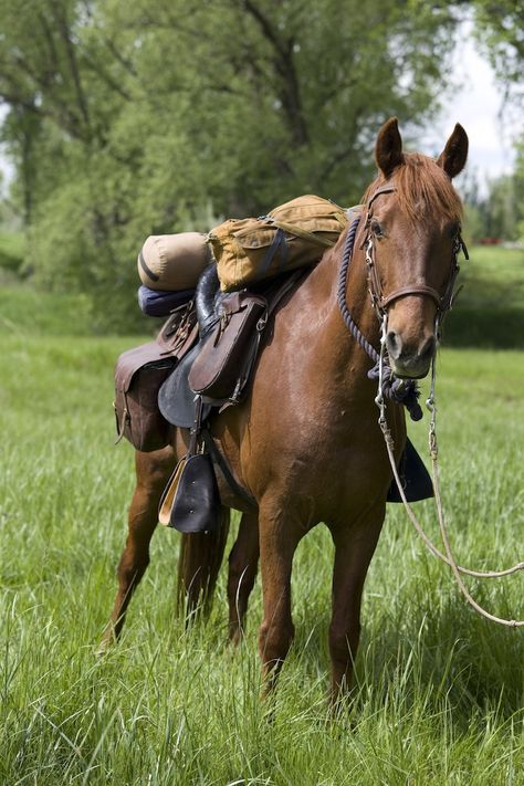 Horses Tacked Up Western, Fantasy Horse Rider, Horseback Camping, Camping With Horses, Horse Packing, Cowboy Camp, Horse With Saddle, Horse Camping, Western Horse Riding