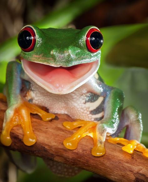 🐸 #SmilingFrog 😊 A red-eyed tree frog perched on a branch with a charming smile. Are you fascinated by amphibians, or interested in the habitats of such unique creatures? Tree Frog, Frogs, Top 10, The 10, The World, Red