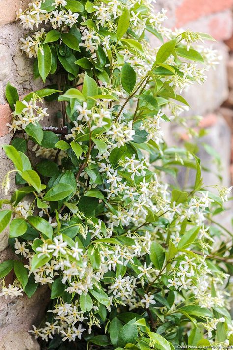 Le jasmin étoilé est un faux jasmin Flower Alphabet, Jasmine Flower, Lemon Tree, Fig Tree, Little Garden, Courtyard Garden, Back Garden, English Garden, Garden Planning