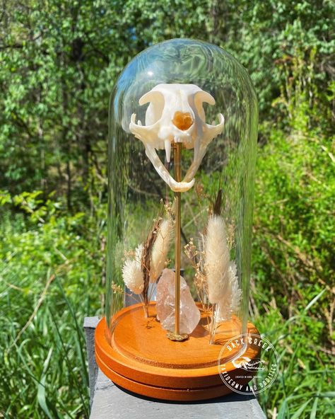 I have another new addition- a beautiful domestic cat skull suspended on brass rods. You can take this beauty home today! 🖤 . . . #taxidermy #taxidermist #oddities #curiosities #odditiesandcuriosities #cabinetofcuriosities #cat #skull #backcreektaxidermy #handmade #cloche #smallbusiness #womanowned Oddities Decor, Brass Rods, Animal Taxidermy, Cat Skull, Glass Cloche, The Bell Jar, Domestic Cat, Handmade Furniture, Taxidermy