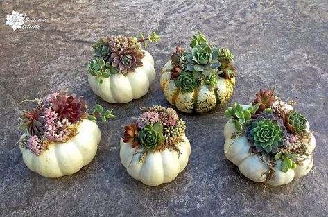 Pumpkins With Succulents, Succulent Pumpkin, Pumpkin Arrangements, Succulent Cuttings, Flora Design, Succulent Soil, Diy Tree, Pumpkin Flower, Growing Succulents