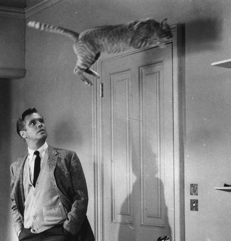 George Peppard and Cat - Breakfast At Tiffany's Cat Facts Text, George Peppard, Blake Edwards, Old Hollywood Movies, Celebrities Then And Now, Cat Call, Breakfast At Tiffany's, Paul George, Breakfast At Tiffanys