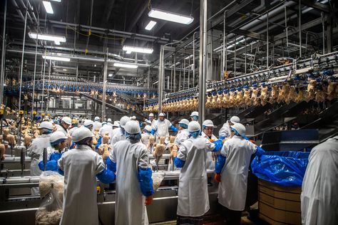 Opinion | Why the Big Meat menace may be even worse than we thought Factory Worker, Human Rights Watch, Health Administration, Labor Union, Forced Labor, Day Camp, Occupational Health And Safety, Looking For A Job, American Life