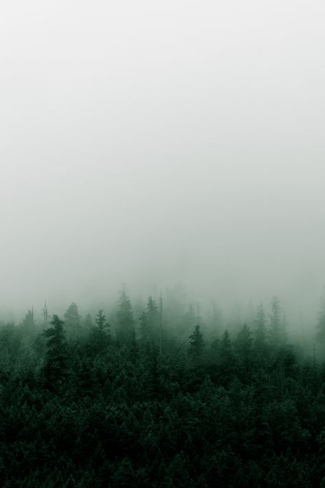 Minimalist photograph of a pine tree forest on the side of a mountain, with moody mist and fog during a rainstorm. Photographed by Apex Mountain near Penticton, British Columbia, Canada. #mist #fog #forest #nature #landscape #photography #OkanaganValley Rainstorm Aesthetic, Misty Background, Pine Tree Aesthetic, Pine Forest Aesthetic, Mist Aesthetic, Fog Forest, Green Mountain Aesthetic, Misty Forest Background, Forest Mist Aesthetic