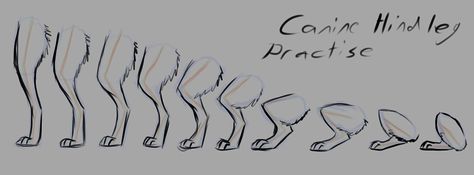 Picture Canine Drawing, Cat Drawing Tutorial, Dog Anatomy, Cat Anatomy, Wolf Drawing, Anatomy Drawing, Poses References, Guided Drawing, Animal Sketches