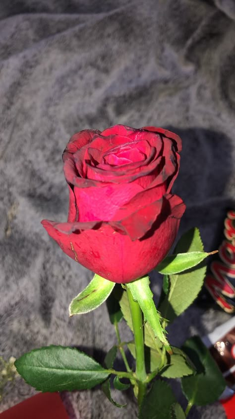 Rose Day Pic, Rosé Snapchat, Rose Flower Photos, Love Rose Flower, Iphone Wallpaper Cat, Rose Day, Alcohol Party, Boquette Flowers, Blog Pictures