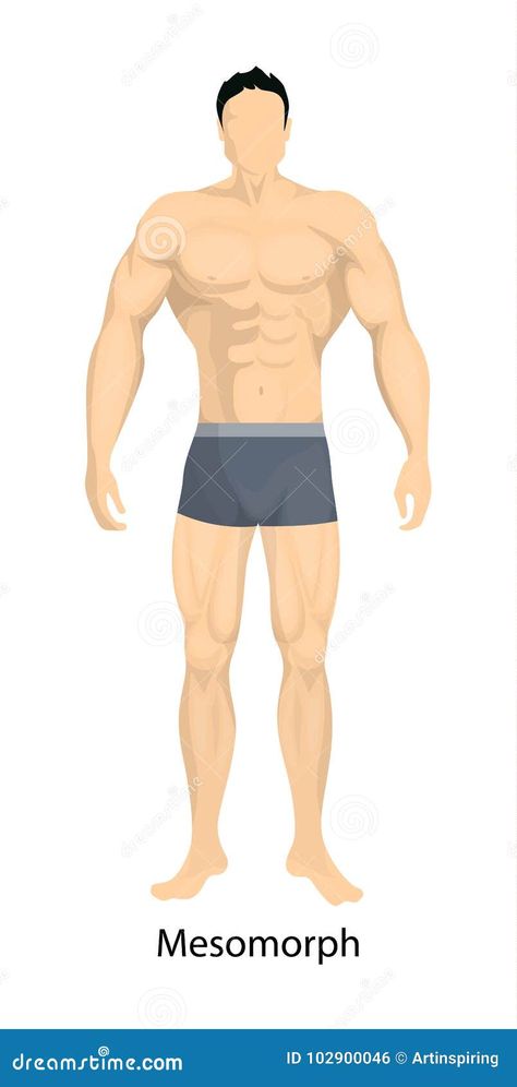 Male body types. Mesomorph body type of man. Male Body Types, Mesomorph Body, Man Illustration, Single Person, Male Body, Body Types, Stock Vector, Vector Illustration, Human Body