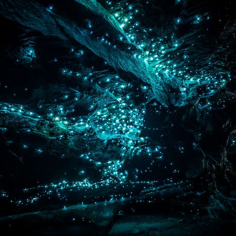 FREE places to see Glow Worms in New Zealand - An unforgettable experience | Officer Travels Teal Pictures, Glow Worm Cave, Glow Worms, Best Scenery, Glow Worm, Alien Worlds, Mystical Creatures, Fantasy Landscape, Framed Canvas Prints