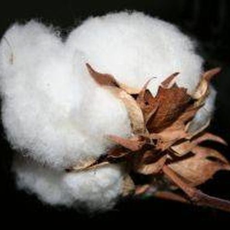 Cotton Growing Cotton From Seed, How To Grow Cotton, Grow Cotton, Cash Crops, Growing Crops, Growing Cotton, Cotton Bolls, Sheep Face, Cotton Tree