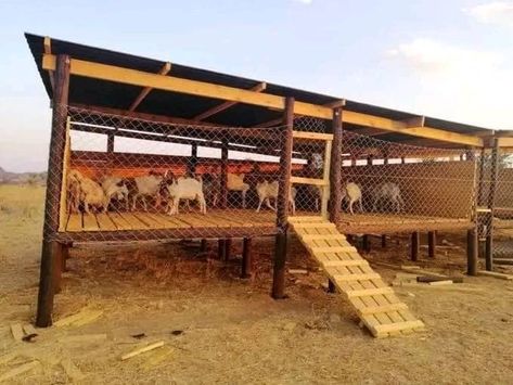 Goats Farm Ideas, Goat House Plans, Goat House Ideas Buildings, Corral Ideas, Farmhouse Animals, Goat Cage Design, Playground For Goats, Pig House Ideas, Goat Houses