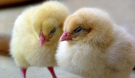 Are your nocturnal hours populated by feathered friends? Poultry dreams may have meaning beyond a fondness for chickens, according to some experts. 📷TheBeloved/Pixabay Buff Orpington Chickens, Baby Chicks Raising, Buff Orpington, Hatching Chicks, Keeping Chickens, Baby Chickens, White Kittens, Chicken Breeds, Chicken Farm