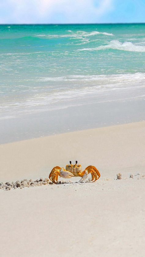 Crab...love this picture. I Love The Beach, Airbrush Art, Beach Living, Beach Time, Beach Scenes, Ocean Life, Ocean Beach, Marine Life, Sea Creatures