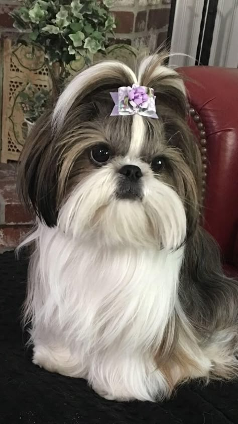 Shih Tzu Hair Styles, Shih Tzu Puppy Cut, Baby Shih Tzu, Shih Tzu Haircuts, Shitzu Dogs, Perro Shih Tzu, Shih Tzu Grooming, Chien Shih Tzu, Shitzu Puppies