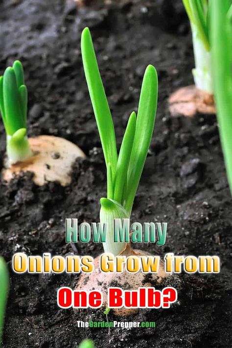 How Many Onions Grow from One Bulb? Planting Onions Bulbs, Planting Green Onions, Starting Vegetable Seeds, Harvest Onions, Green Onions Growing, Onion Flower, Growing Onions, Onion Bulbs, Planting Onions