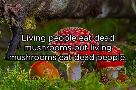 Mind Blowing Thoughts, Funny Deep Thoughts, Food Thoughts, Random Funny Pictures, Scary Facts, Shower Thoughts, 3am Thoughts, Happy Birthday Quotes Funny, Minnetonka Moccasins