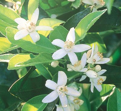 Florida state flower - Orange Blossom: The orange blossom was designated State Flower by Concurrent Resolution Nov. 15, 1909 Legislature. It is one of the most fragrant flowers in Florida. Millions of these white flowers perfume the atmosphere throughout central and south Florida during orange blossom time. State Flower Tattoo, Florida State Flower, Flower Perfume, Venice Florida, State Symbols, State Birds, Visit Florida, Orange Tree, Old Florida