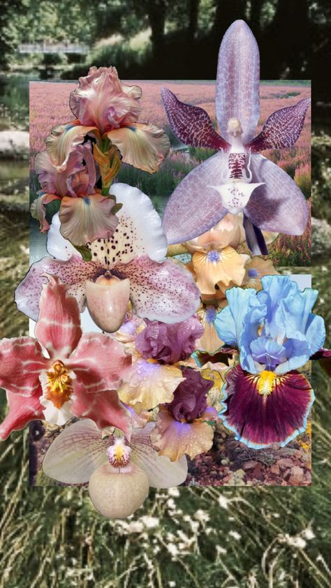 #thaphoenixswan #orchids #iris #beauty Orchid Wallpaper, Statement Art, Stunning Wallpapers, Fantasy Landscape, Photography Inspo, Create Collage, Art Room, Girl Tattoos, Aesthetic Pictures