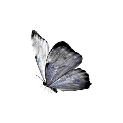 Butterfly Png Aesthetic, Butterfly Icons, Butterflies Png, Butterfly Icon, Png Butterfly, Postcard Mockup, Butterfly Png, Artsy Background, Aesthetic Objects