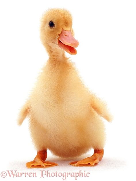 Yellow duckling Drawing Reference Photos, Yellow Duckling, Reference Photos, Drawing Reference, White Background, Entertainment, On Twitter, Sports, Yellow