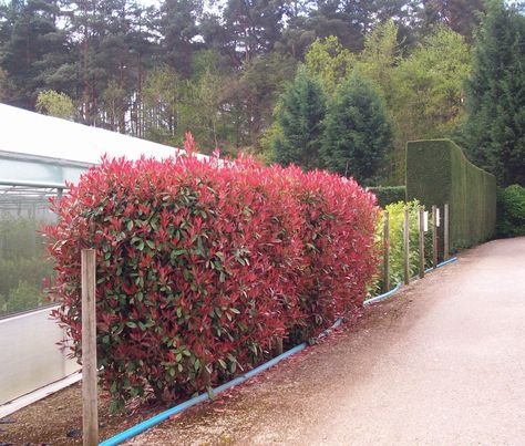 Red Robin Hedge Ideas, Photinia Hedge, Red Robin Hedge, Photinia Red Robin, Vilamoura Portugal, Hedge Plants, Fence Wall Design, Pink White Flowers, Hedging Plants