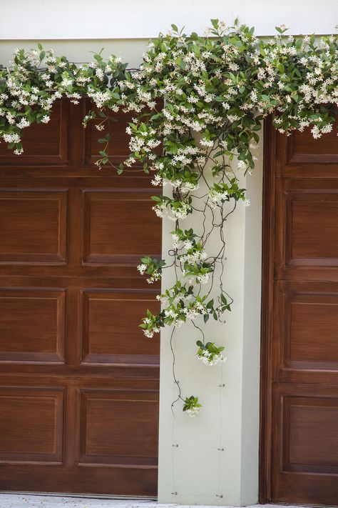 Star Jasmine Trellis, Evergreen Groundcover, Jasmine Vine, Jasmine Star, Monrovia Plants, Vine Trellis, Evergreen Vines, Jasmine Plant, Patio Terrace