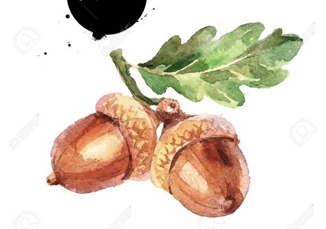 Acorn Drawing, Akvarel Illustration, Acorn Painting, Tree Vector, Watercolor Fruit, Fruit Illustration, Fall Watercolor, Trendy Tree, Autumn Painting