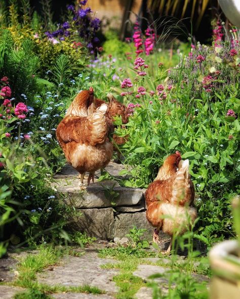 Stephen & Brett on Instagram: “Fluffy bums in the borders. Wishing you a marvellous bank holiday (for everyone in the UK) • • • • • #chickens #embracingtheseasons…” Backyard Flowers, Little Red Hen, Farms Living, Hens And Chicks, Long Road, Super Cute Animals, Cottagecore Aesthetic, Country Gardening, Chickens Backyard