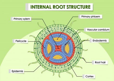 Free Vector | Diagram showing internal root structure Root Diagram, Plant Diagram, Photosynthesis Activities, Diagram Illustration, Biology Diagrams, Nature Cartoon, Plant Structure, Study Biology, Nature Education