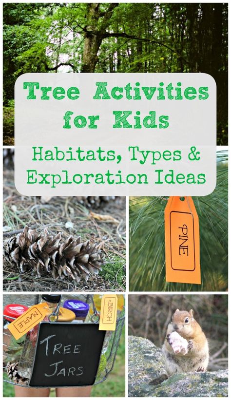 Head outdoors to explore nature with these tree activities.  Learn how trees serve as habitats and homes for wildlife along with some fun nature facts. Tree Activities For Kids, Tree Activities, Nature Facts, Tree Types, Outdoor Learning Activities, Camping Activities For Kids, Forest School Activities, Tree Study, Nature School