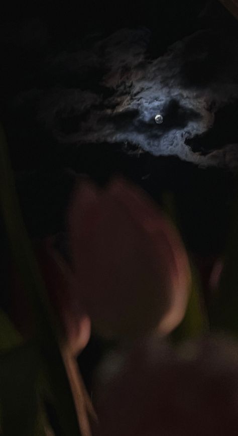 Dark Tulips Wallpaper, Dark Tulips Aesthetic, Tulips Dark Aesthetic, Night Flowers Moonlight, Flowers At Night Aesthetic, Dark Flower Aesthetic Wallpaper, Moon Flower Wallpaper, Night Flowers Aesthetic, Tulipanes Aesthetic