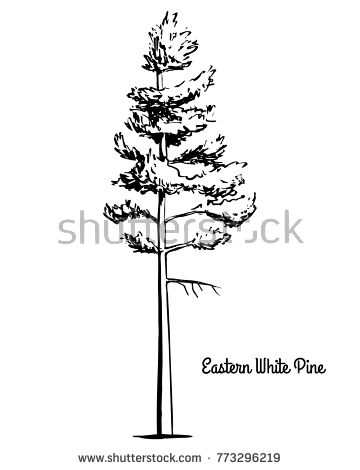 White Pine Tree Tattoo, Pine Drawing, Pine Tattoo, White Pine Tree, Pine Tree Tattoo, Eastern White Pine, Tree Sketches, Call Art, Vector Sketch