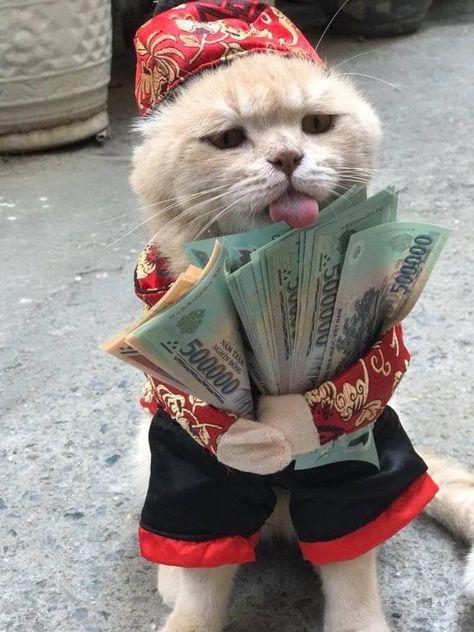 A Cat, Funny Cats, Money, Dogs, Funny, Red, Anime, White, Black