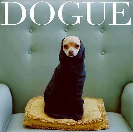 dogue_magazine-460x454 Boxer Mix, Love My Dog, Chihuahua Love, Foto Tips, Blue Chair, Memes Humor, Baby Dogs, Infj, Doberman