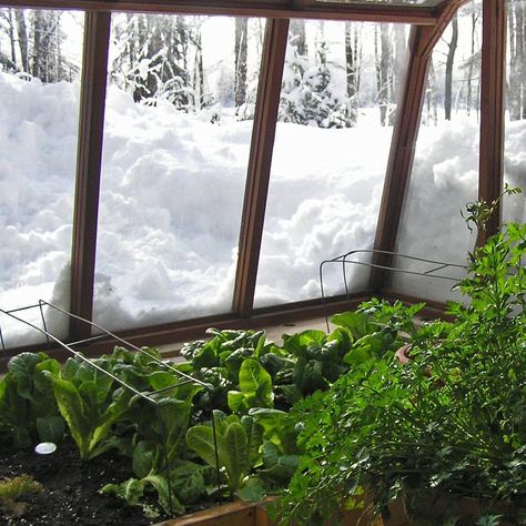 Greenhouse in the snow... Sturdi-Built Greenhouse Greenhouse With Trees, Earthship Greenhouse, Alaskan Greenhouse, Basement Window Well Greenhouse, Winter Green House, Green House For Winter Cold Weather, Green House In Winter, Greenhouse In The Snow, Walapini Greenhouse