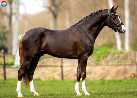 Flaxen Liver Chestnut Horse, Chestnut Welsh Pony, Liver Chestnut Horse, Prettiest Horses, Chestnut Pony, Liver Chestnut, Horse Coat Colors, Red Flames, Welsh Pony