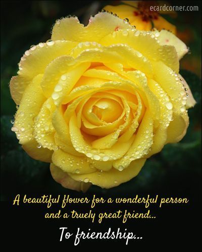 To Friendship friendship quote flowers rose yellow friend friendship quote friend quote poem friend poem for you Happy Birthday Sharon, Friendship Rose, Friends Are Family Quotes, Special Friend Quotes, Genuine Friendship, Friend Poems, True Friendship Quotes, Love You Friend, Sayings And Phrases