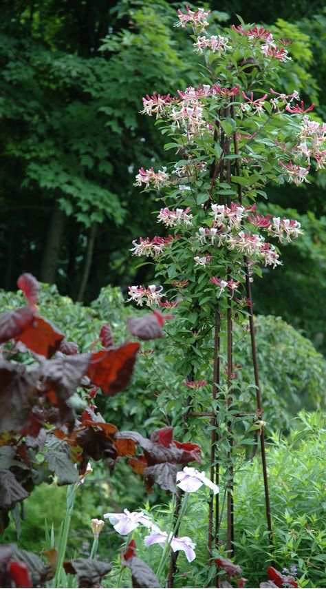 Lonicera periclymenum 'Serotina Florida' - Mediterranean plants Quirky Garden Ideas, Lonicera Periclymenum, Honeysuckle Vines, Outdoor Backyard Ideas, Honeysuckle Plant, Quirky Garden, Front Door Lighting, Honeysuckle Vine, Mediterranean Plants