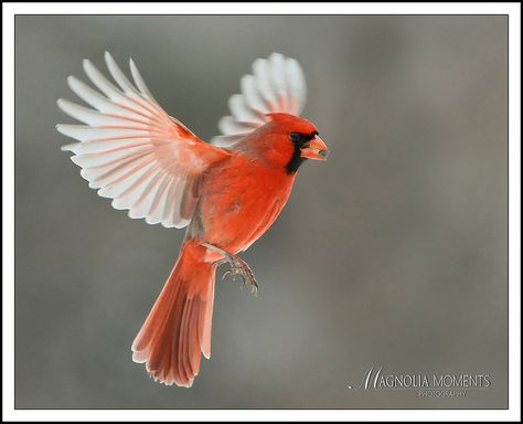 cardinal flying | photo Bird Flying Sketch, Cardinal Flying, Cardinal In Flight, Cardinal Bird Tattoos, Flight Tattoo, Love Birds Drawing, Ohio Tattoo, Cardinal Birds Art, Cardinal Tattoo