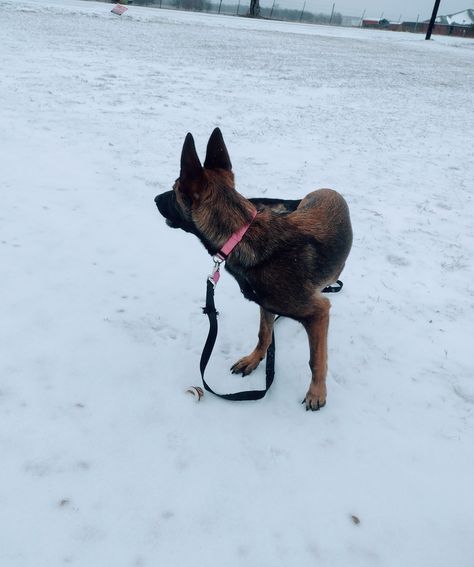 Belgian Malinois, Thoroughbred, Super Excited, The Ice, Rocky, First Time, Texas, Dogs, Animals