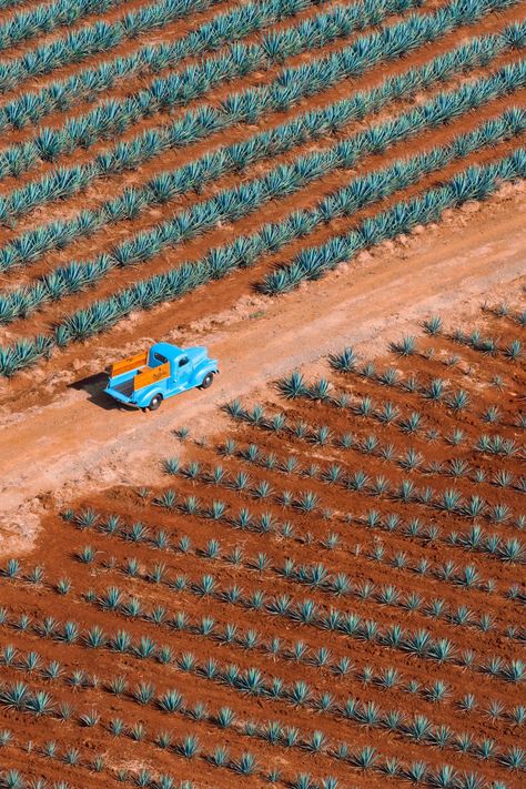 Tequila Truck II, Tequila Don Julio, Mexico | Gray Malin Tequila Don Julio, Agave Field, Don Julio Tequila, Gray Malin, Harbour Island, Photography Themes, Aerial Images, Popular Photography, Blue Agave