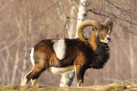 Mouflon, a type of wild sheep, are closely related to the animals domesticated at Aşıklı Höyük. taviphoto/Deposit PhotosBones from a village in Turkey tell a 1,000-year story of wild animals becoming livestock. The post Humans probably didn’t mean to tame sheep and goats appeared first on Popular Science. Mouflon Sheep, Wild Sheep, Sheep And Goat, Post Human, Young Animal, Popular Science, Wild Plants, Leopards, Wild Animals