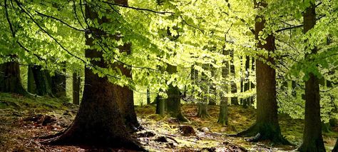 European Beech Tree: A Field Guide. Faster growing than American beech, European beech commands respect in a landscape but is just as happy in the woods Underground Forest, Forest Conservation, Forest Habitat, Improve Soil Quality, Satellite Image, Nature Conservation, Photo Tree, Growing Tree, Permaculture