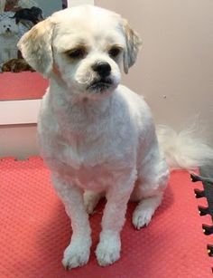 The shaved Shih Tzu!! This haircut is heaven sent if your dog tends to get a dirty face easily. Everything on the dog is usually shaved but the tail. Shih Tzu Haircuts, Shih Tzu Grooming, Shih Poo, Dog Haircuts, Labrador Retriever Puppies, Shih Tzu Puppy, Shih Tzu Dog, Lhasa Apso, Shih Tzus