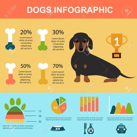 Dog Infographic, Dog Playing, Data Visualization Design, Banana Breakfast, Vector Elements, Dog Branding, Info Design, Dog Info, Dachshund Puppy